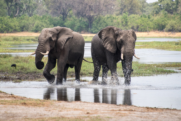 Elephants at River Kwhai
