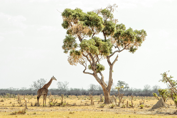 Giraffe Under Shade Tree