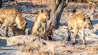 Hyena Family