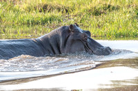 Hippo Cruising